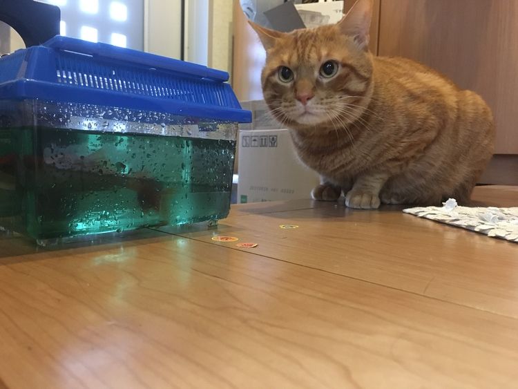 金魚と猫