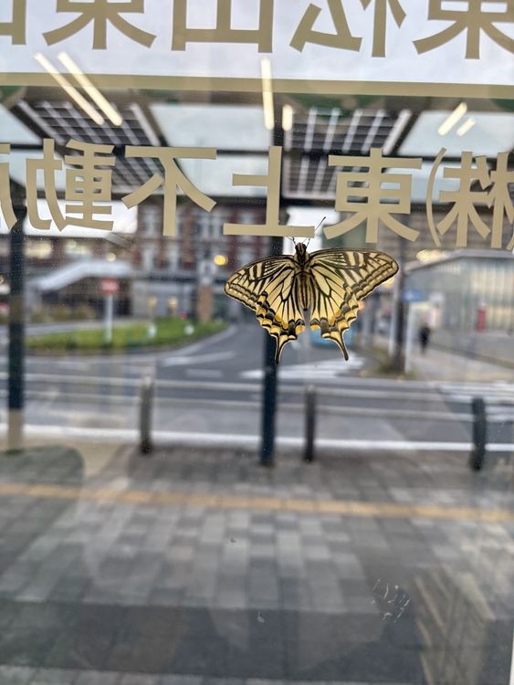 アゲハ蝶