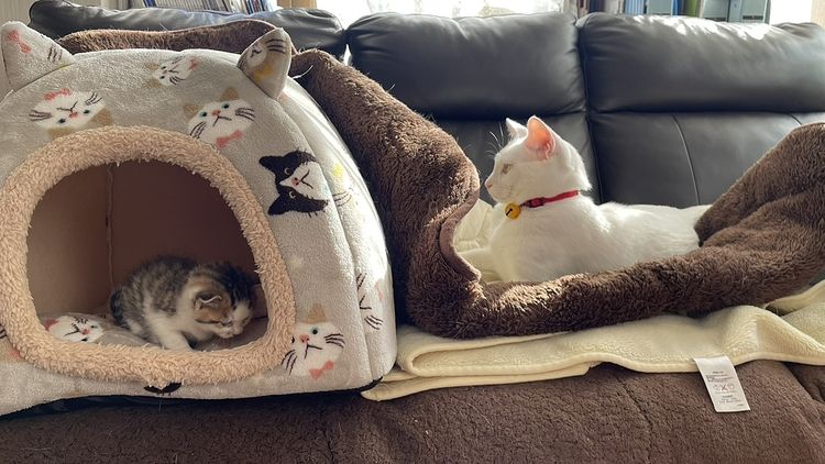 猫！！！
