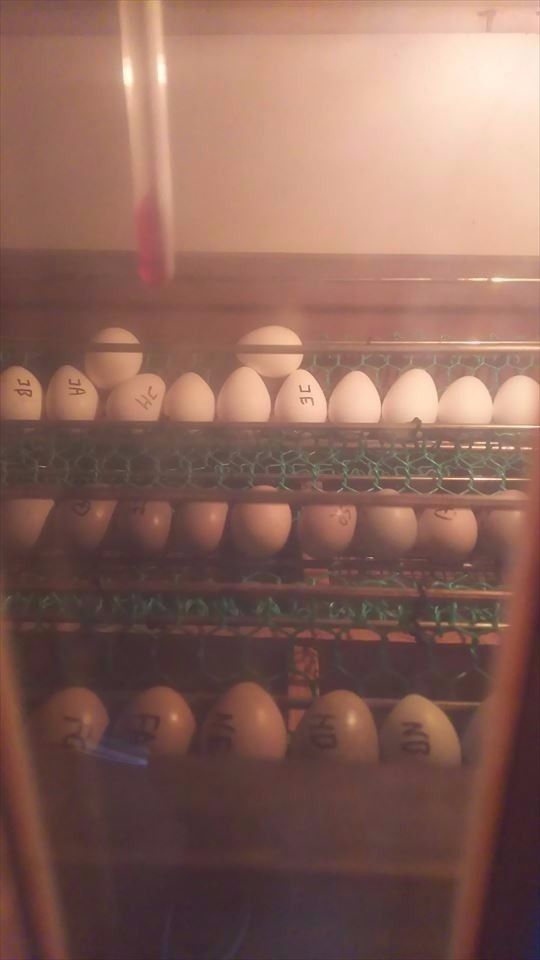 卵が届きました。